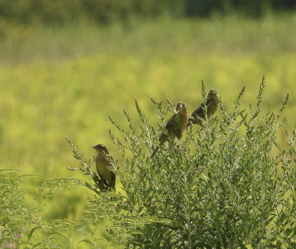 Bobolink - ML639992118