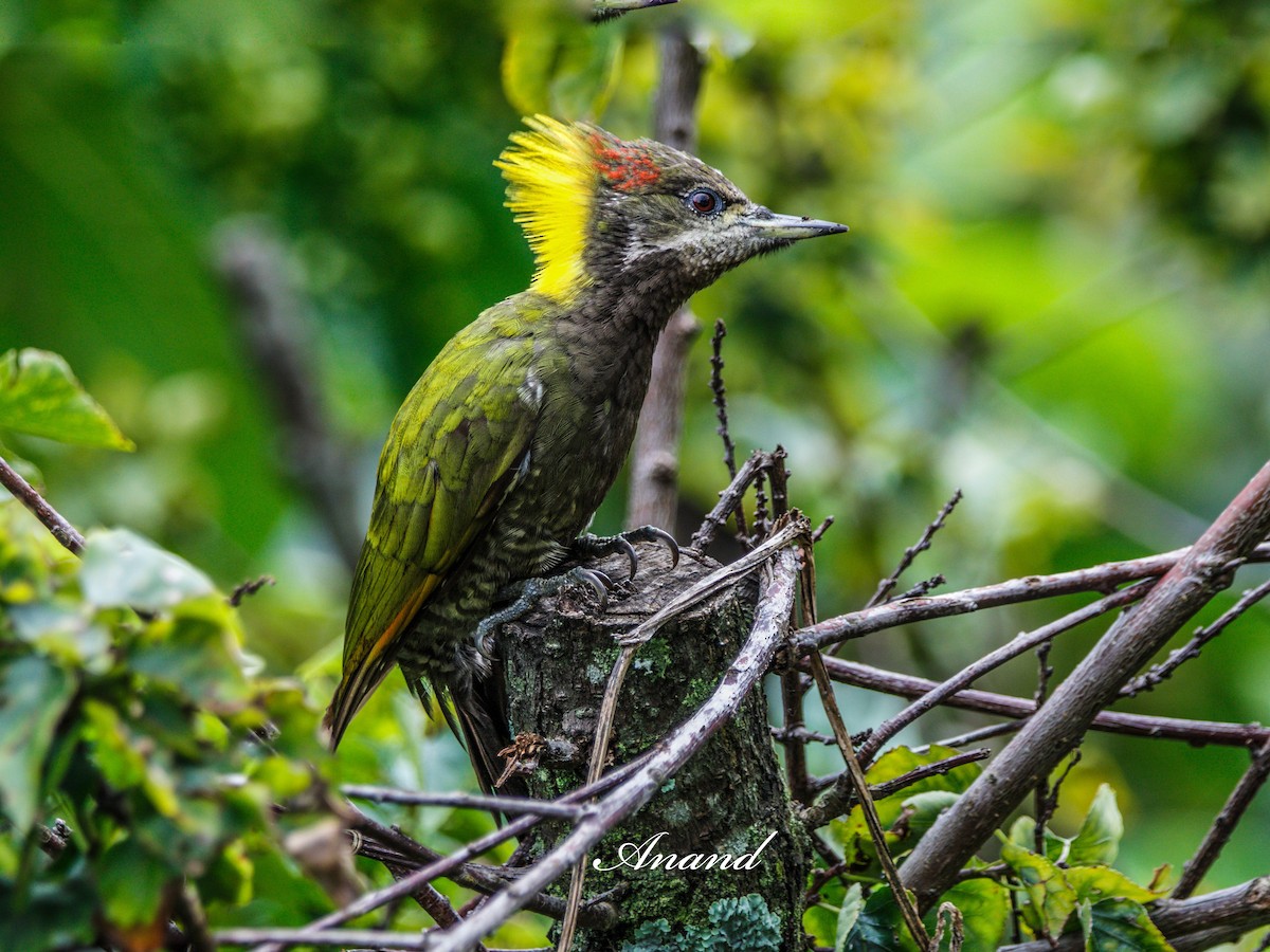 Lesser Yellownape - ML639992139