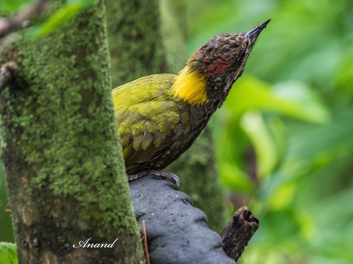 Lesser Yellownape - ML639992140