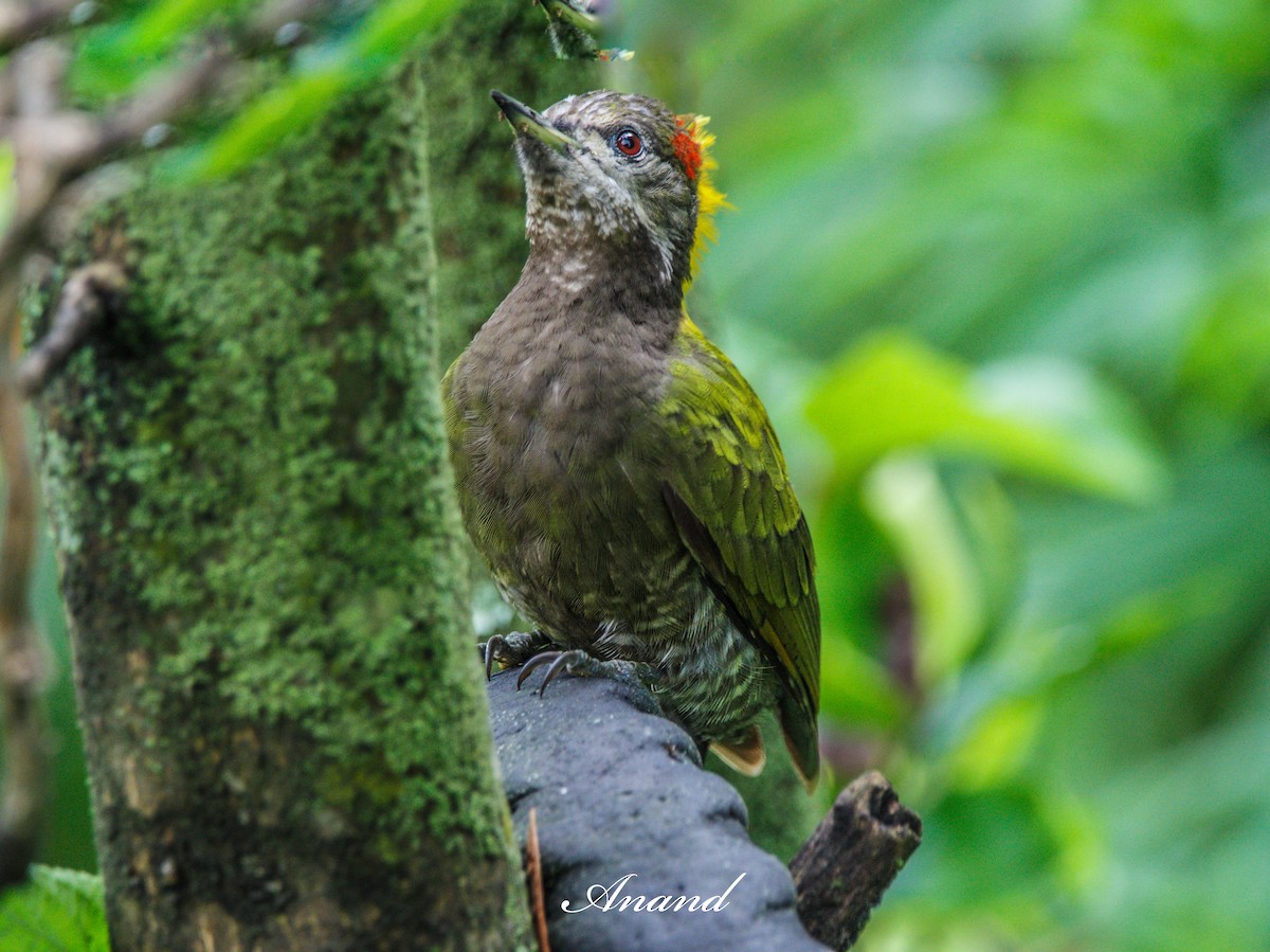 Lesser Yellownape - ML639992141