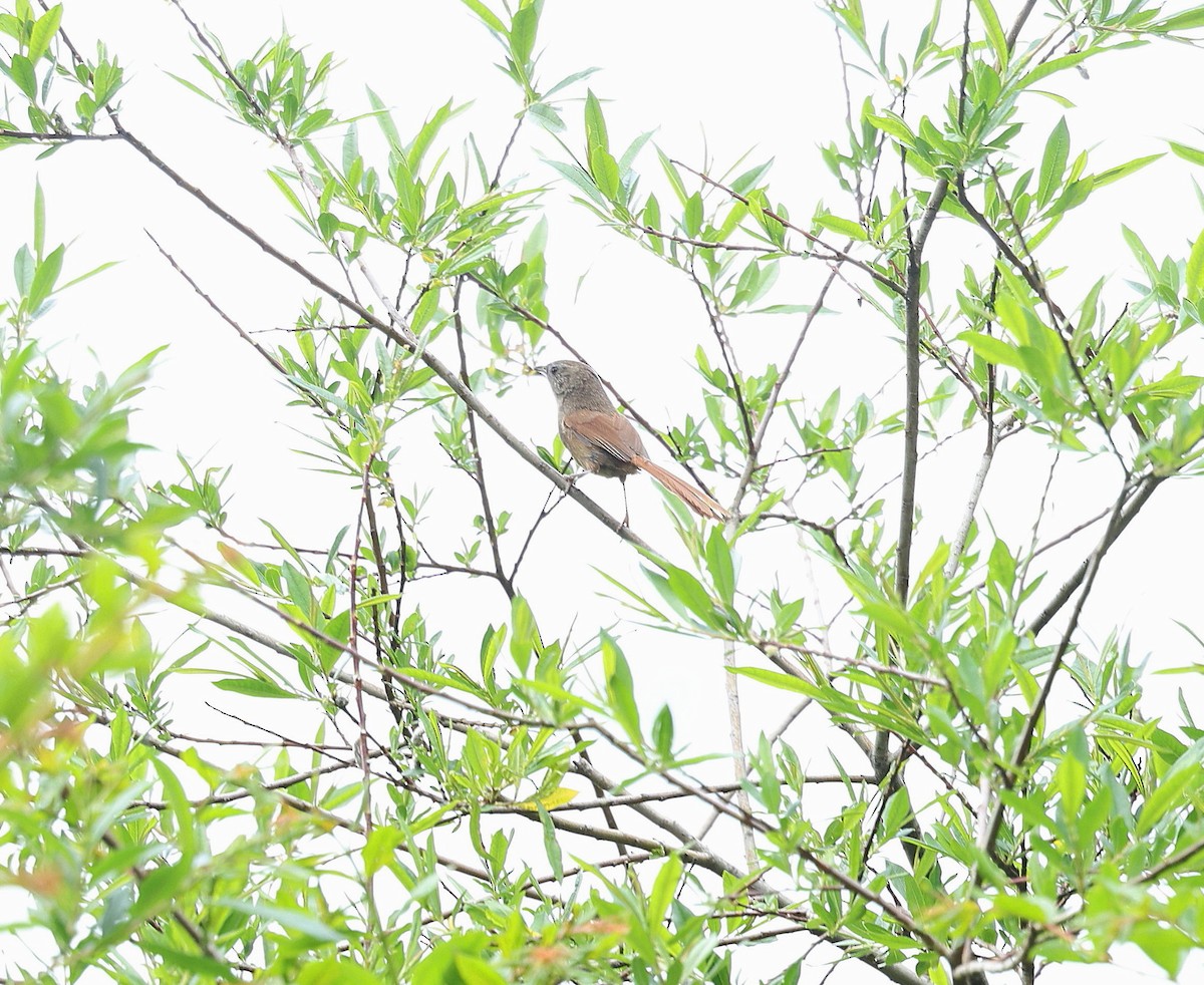 Rufous-tailed Babbler - ML639992218