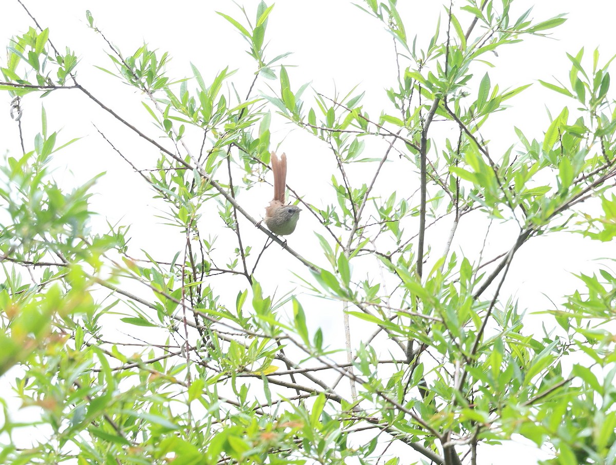 Rufous-tailed Babbler - ML639992219