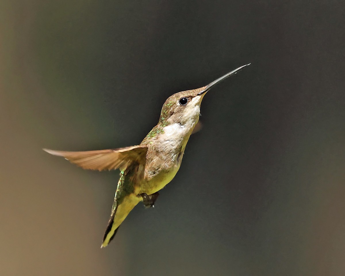 Ruby-throated Hummingbird - ML639992261