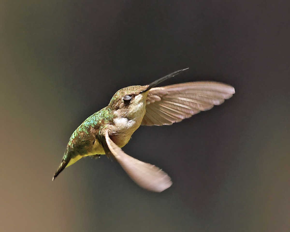 Ruby-throated Hummingbird - ML639992266