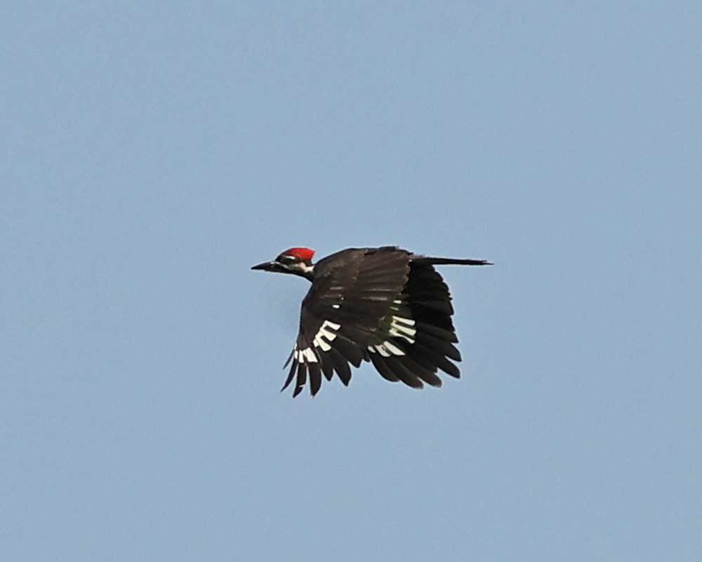 Pileated Woodpecker - ML639992270
