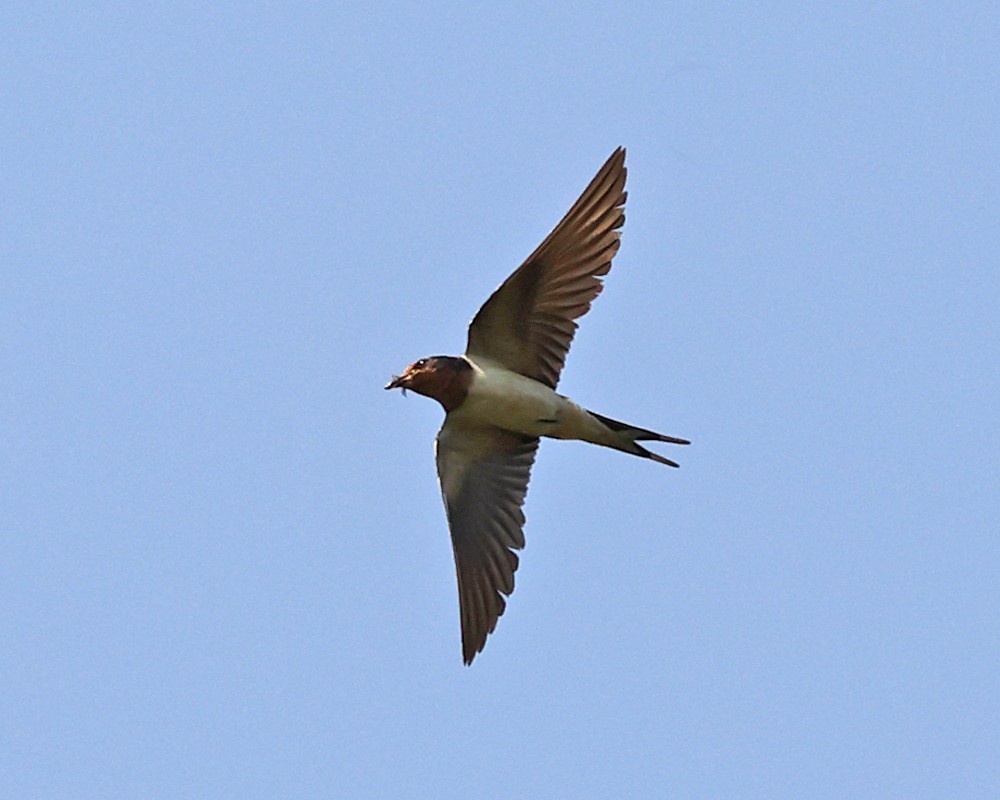 Barn Swallow - ML639992275