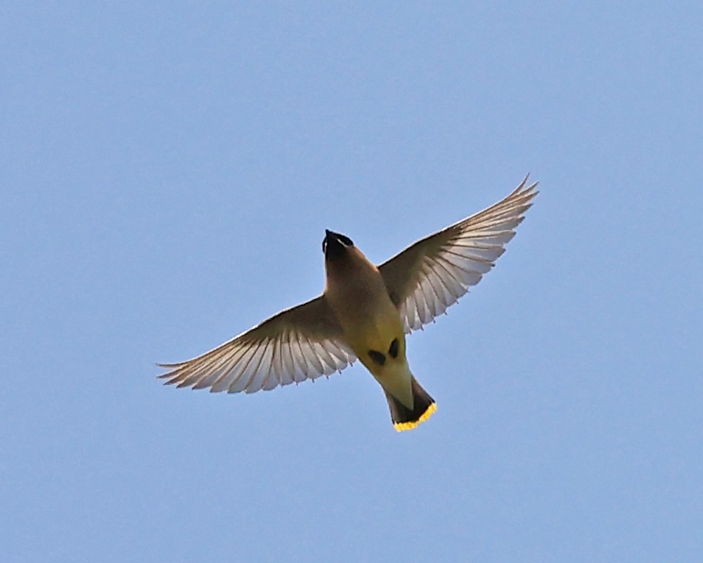Cedar Waxwing - ML639992278