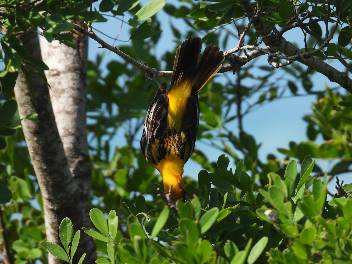 Streak-backed Oriole - ML639992280