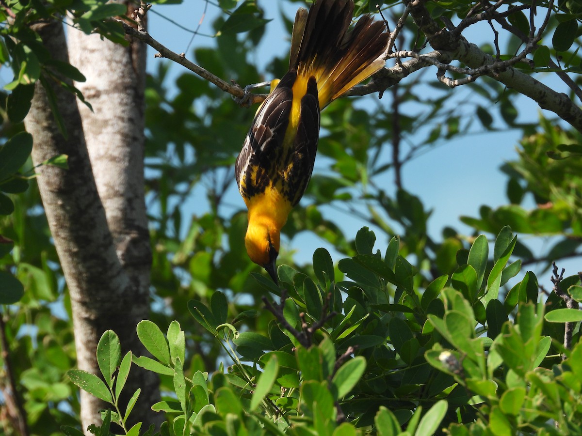 Streak-backed Oriole - ML639992281