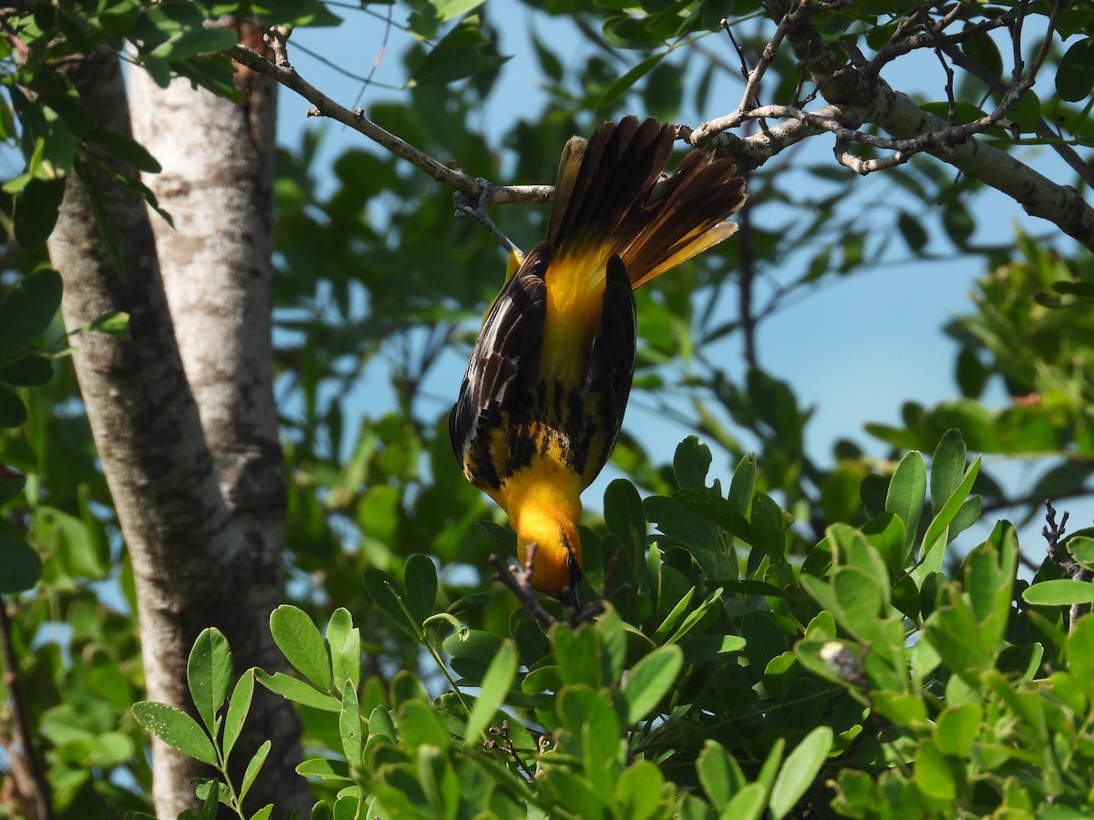 Streak-backed Oriole - ML639992282