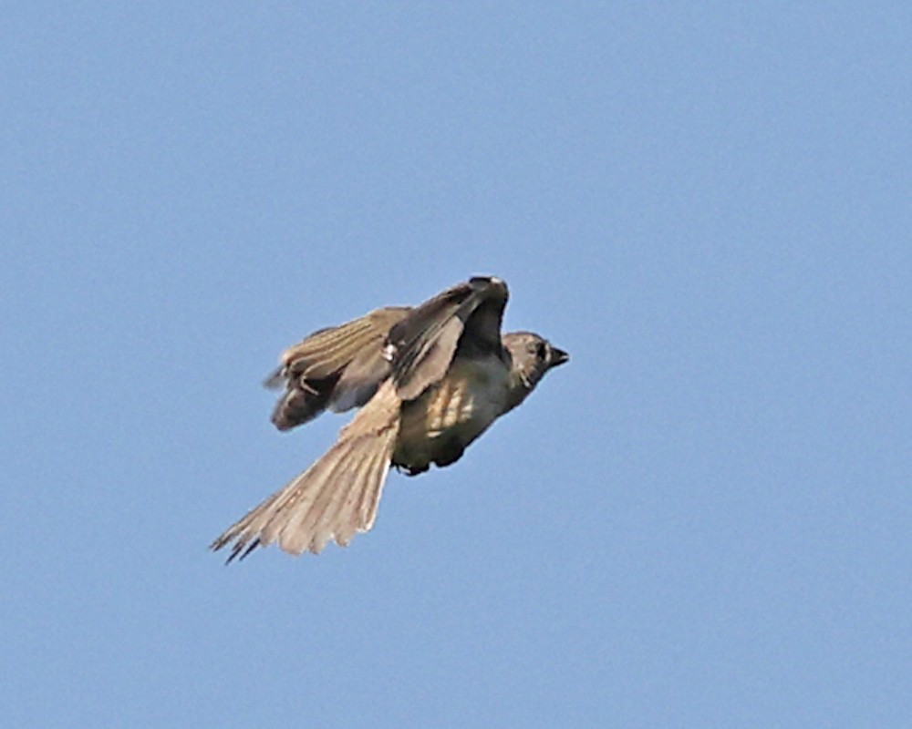 Eastern Towhee - ML639992283