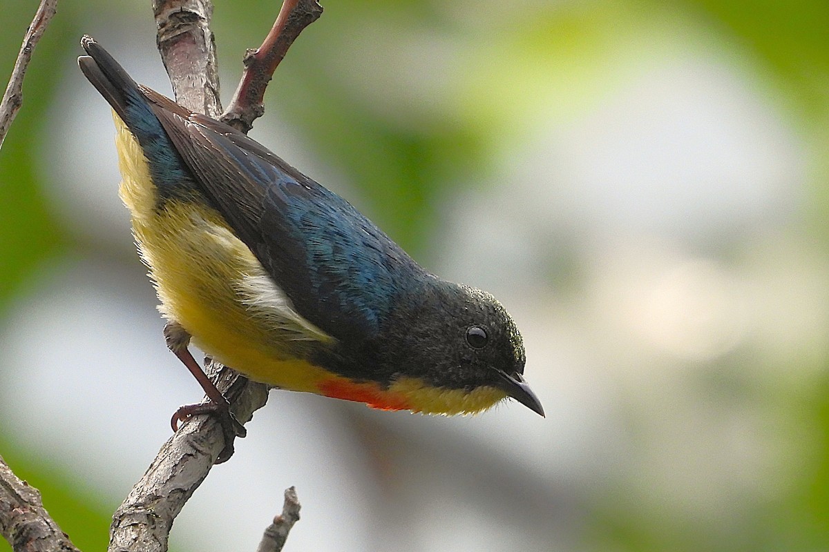 Fire-breasted Flowerpecker - ML639992305