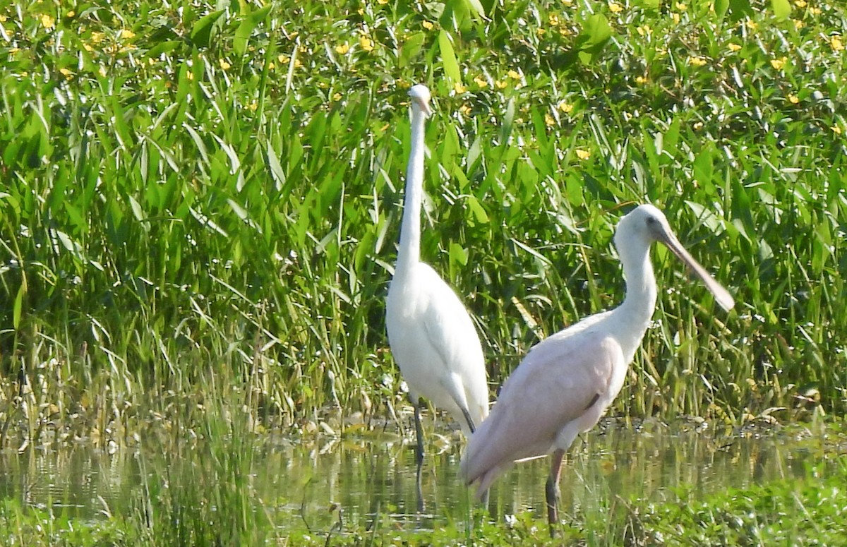 Roseate Spoonbill - ML639992330