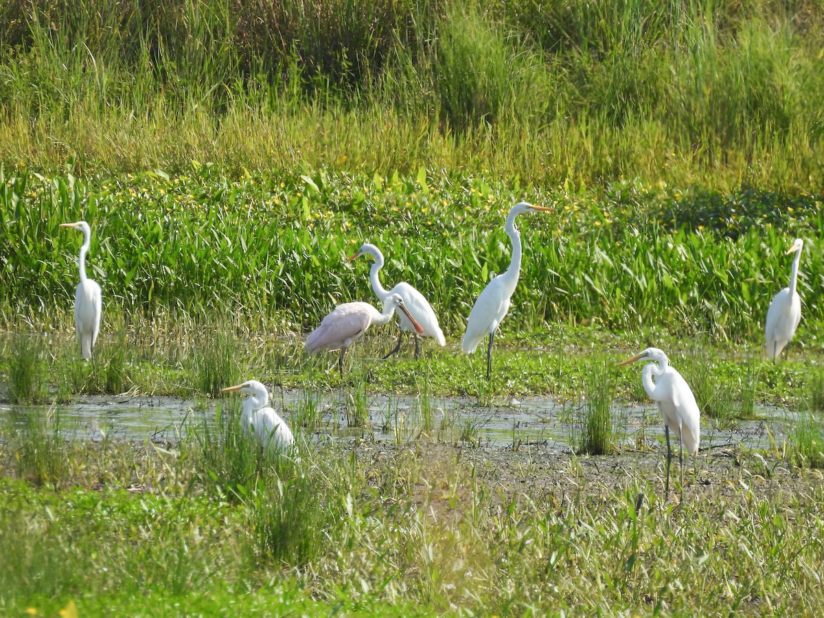 Roseate Spoonbill - ML639992331