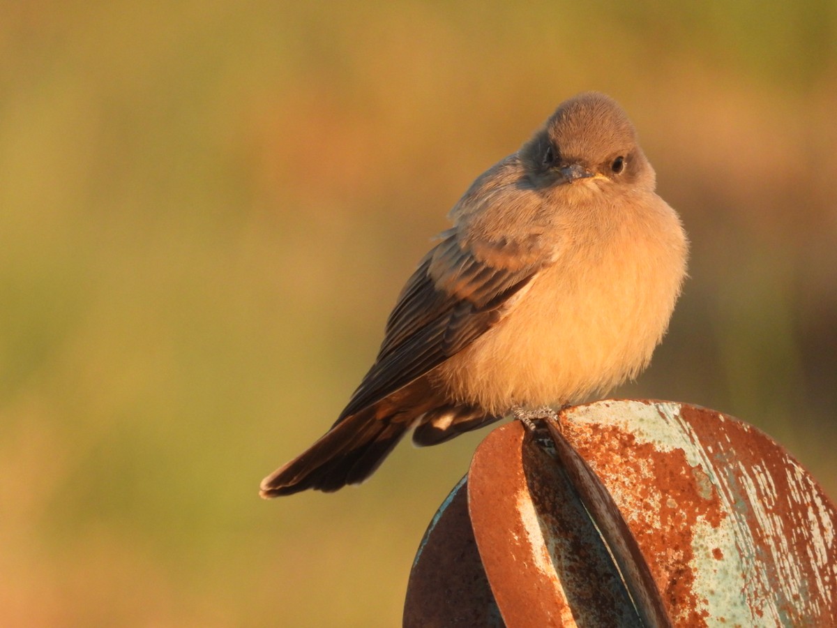 Say's Phoebe - ML639992396