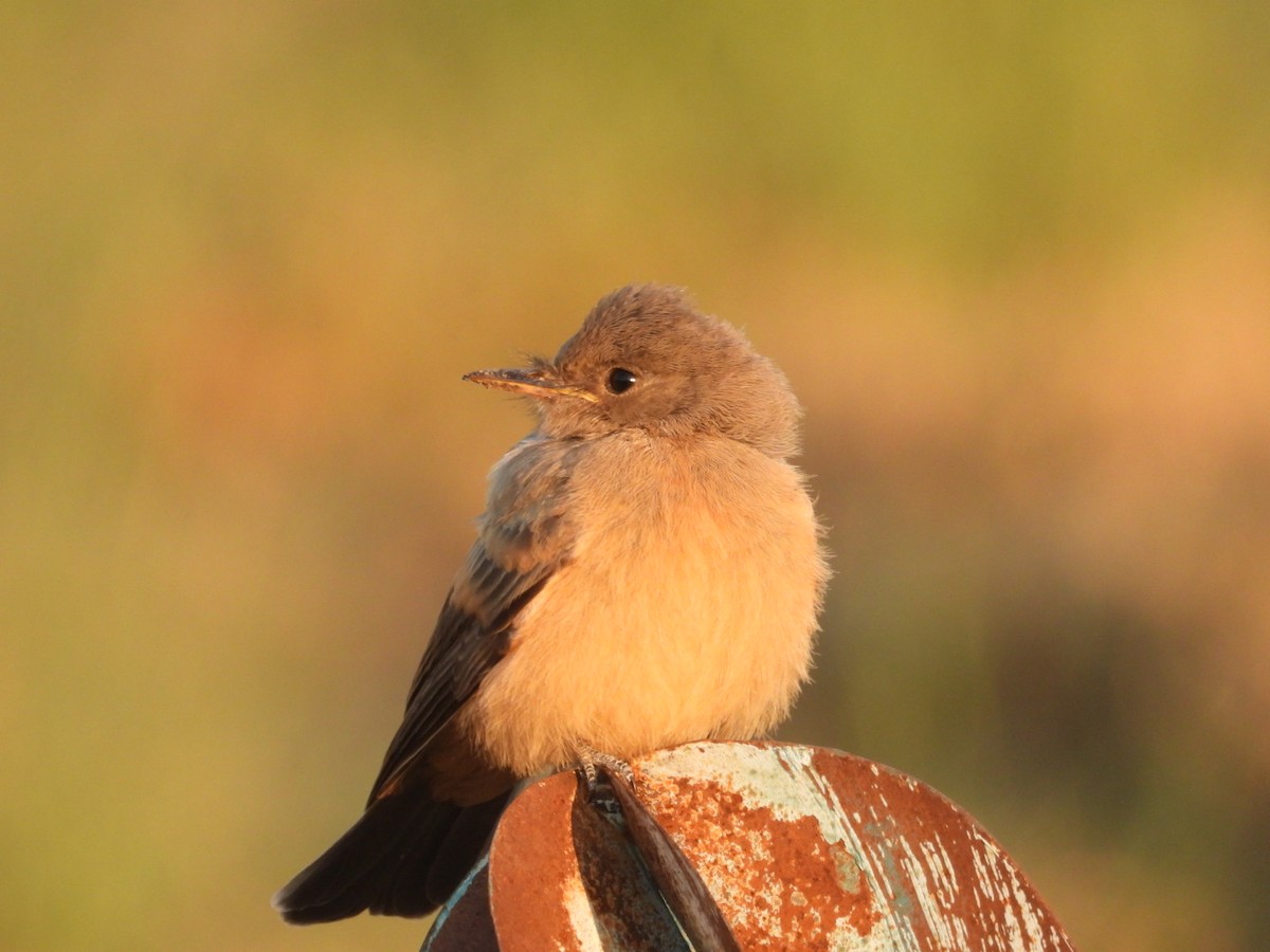 Say's Phoebe - ML639992397