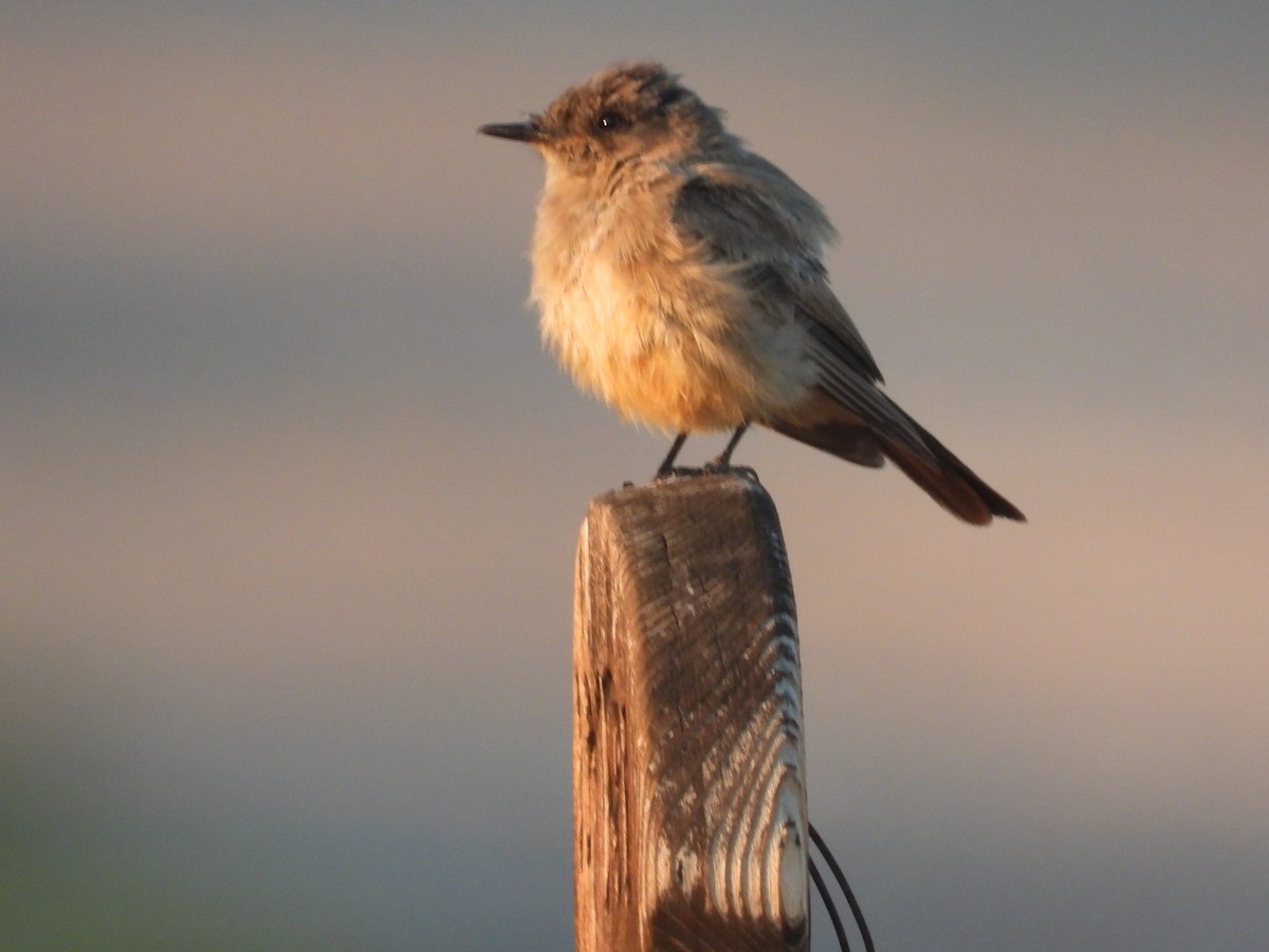 Say's Phoebe - ML639992398