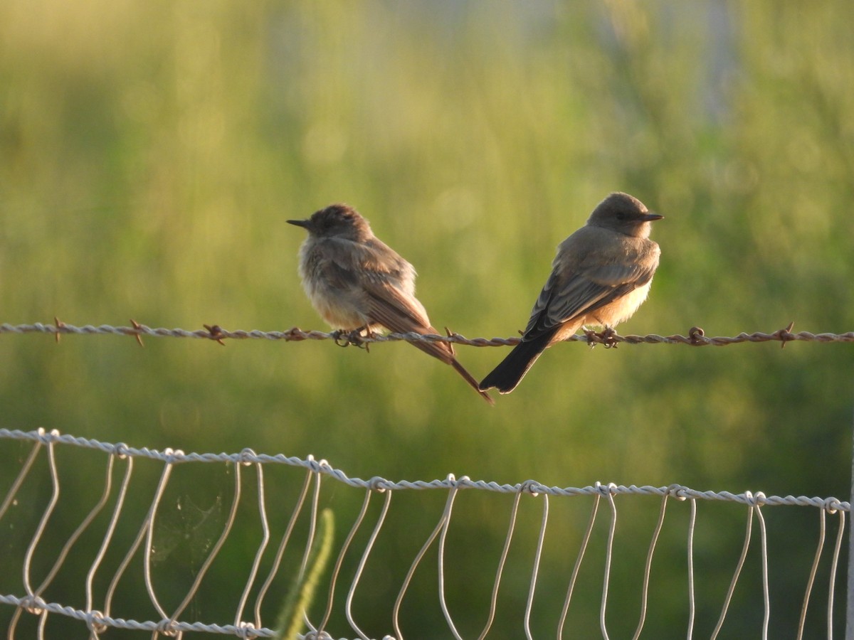 Say's Phoebe - ML639992399