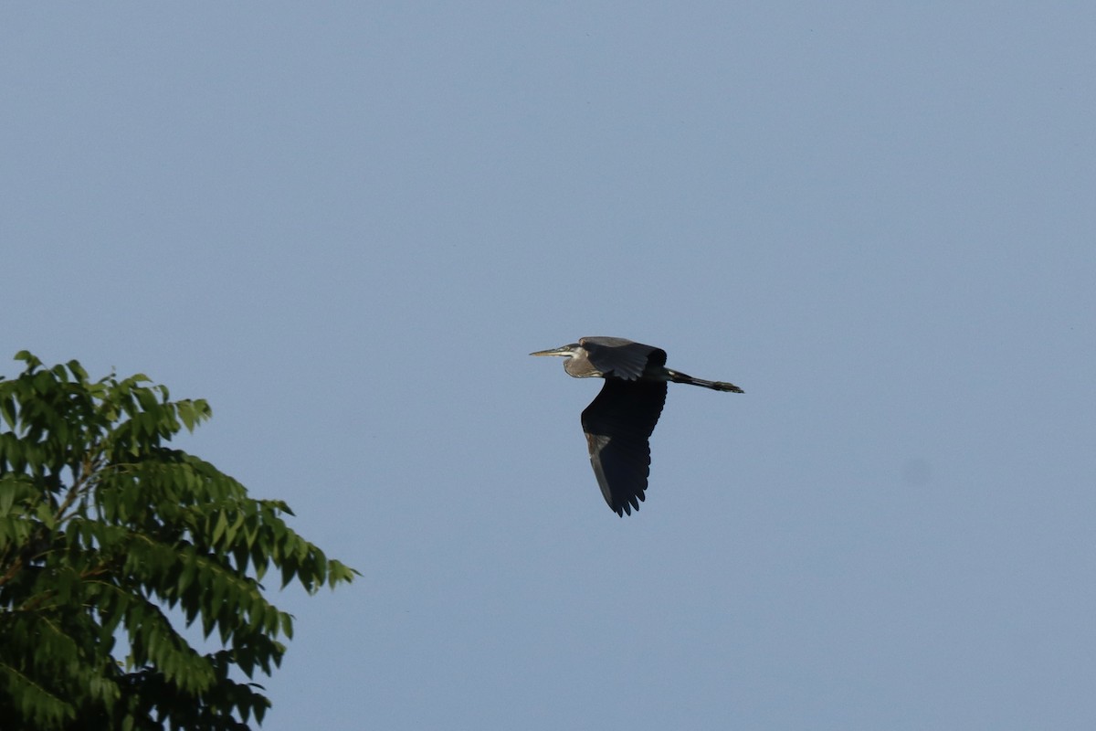 Great Blue Heron - ML639992401