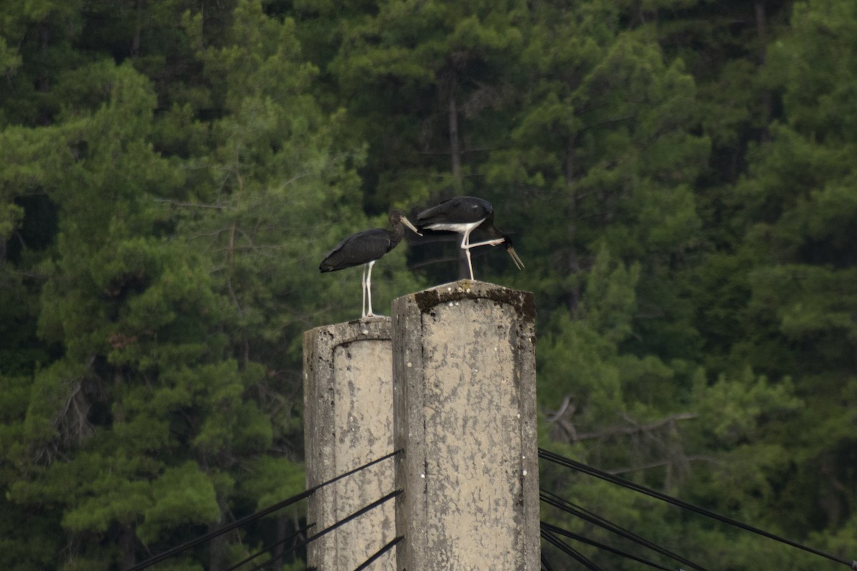 Black Stork - ML639992403
