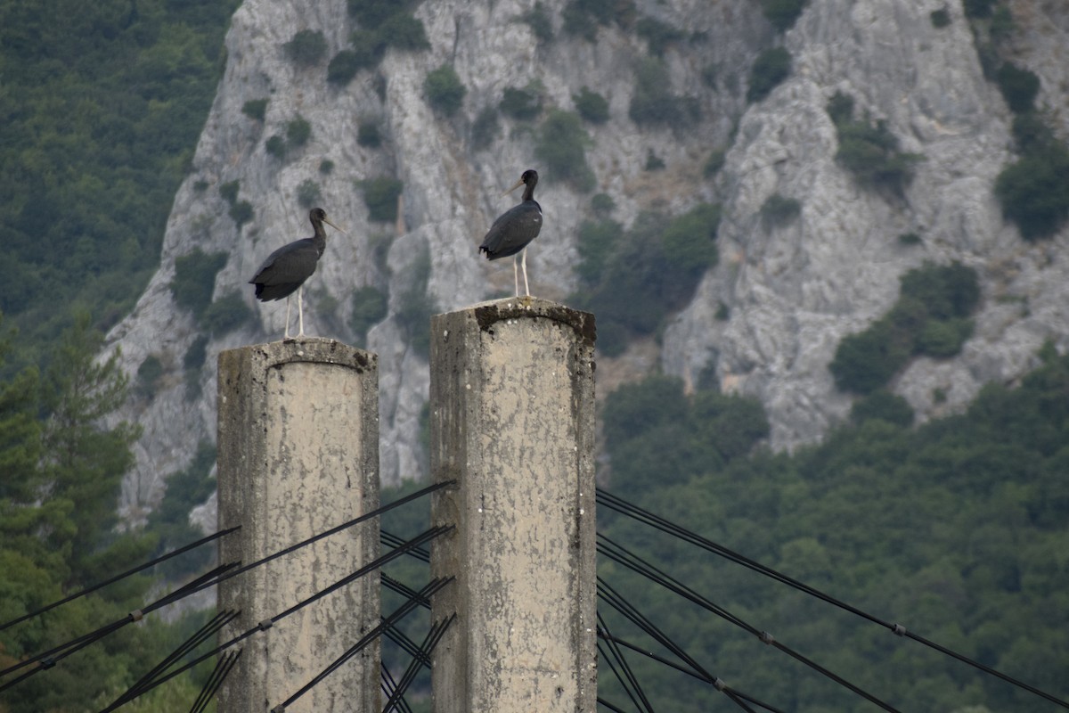 Black Stork - ML639992405