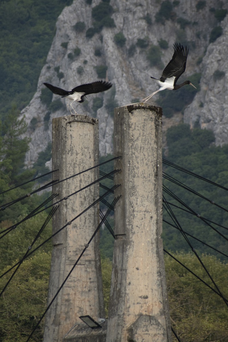 Black Stork - ML639992407