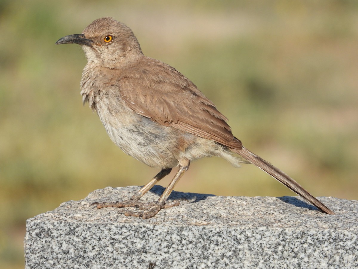 Curve-billed Thrasher - ML639992424