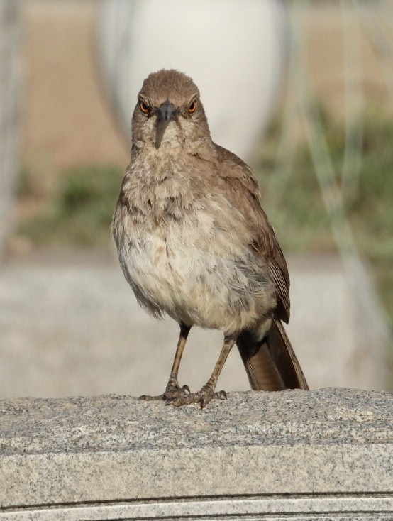 Curve-billed Thrasher - ML639992425