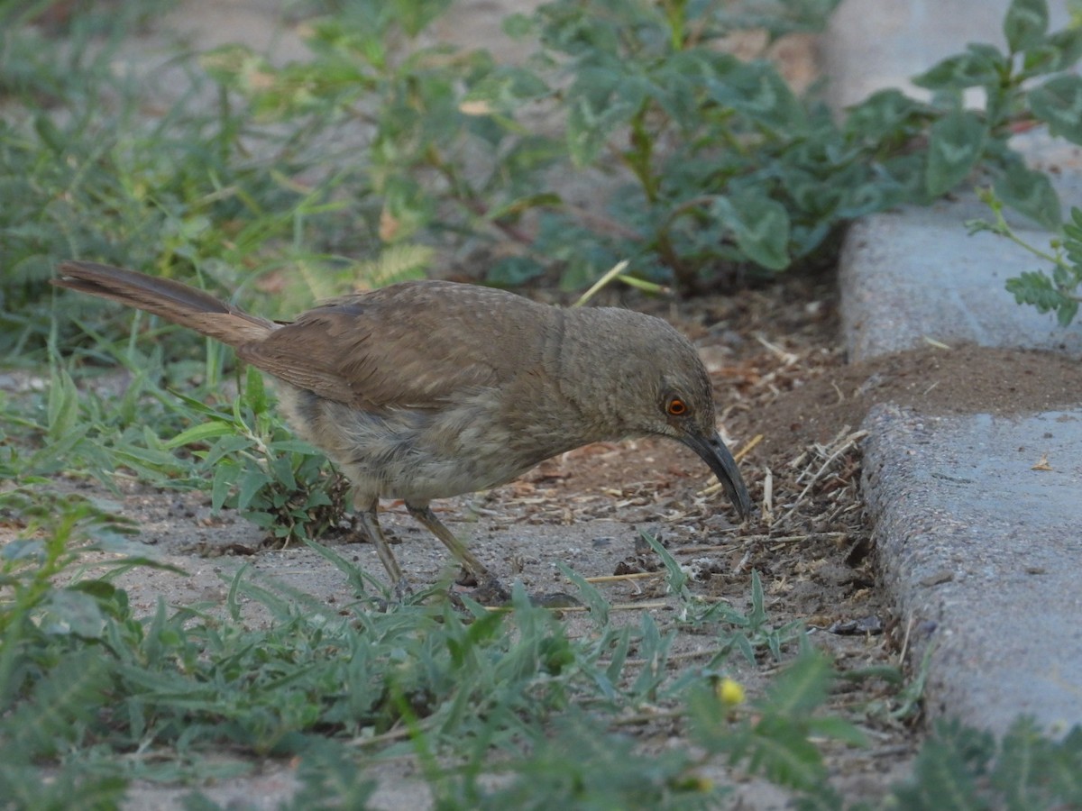 Curve-billed Thrasher - ML639992426