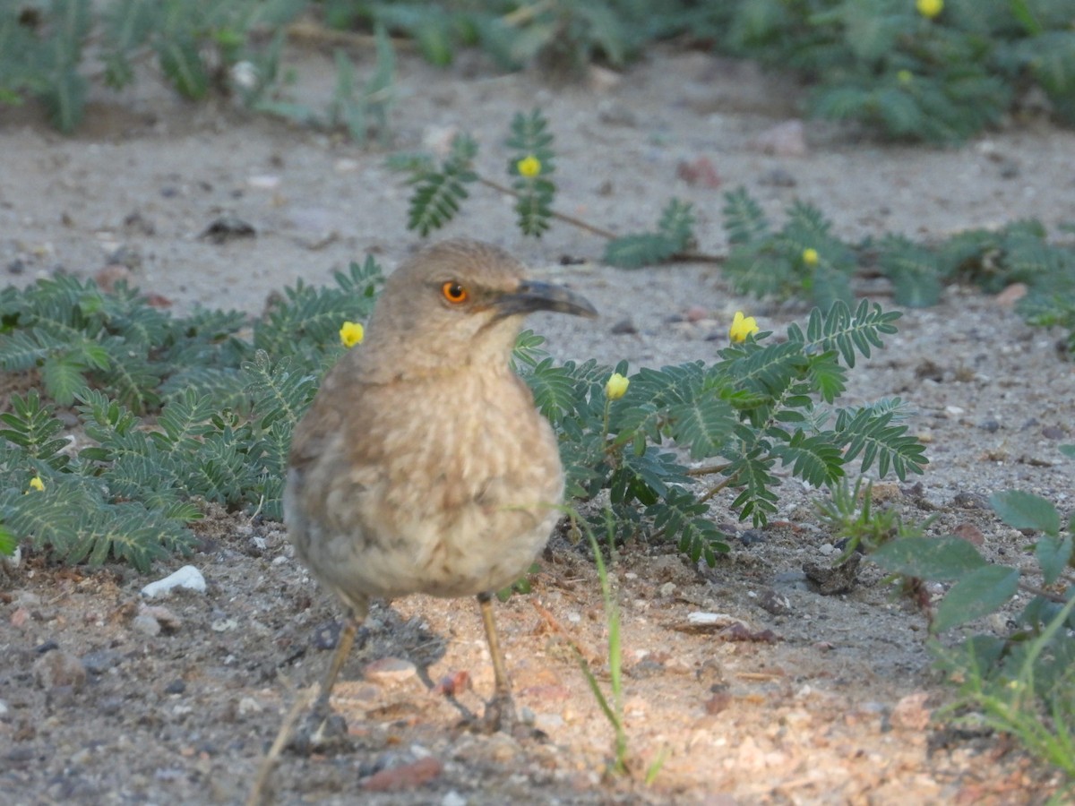 Curve-billed Thrasher - ML639992428
