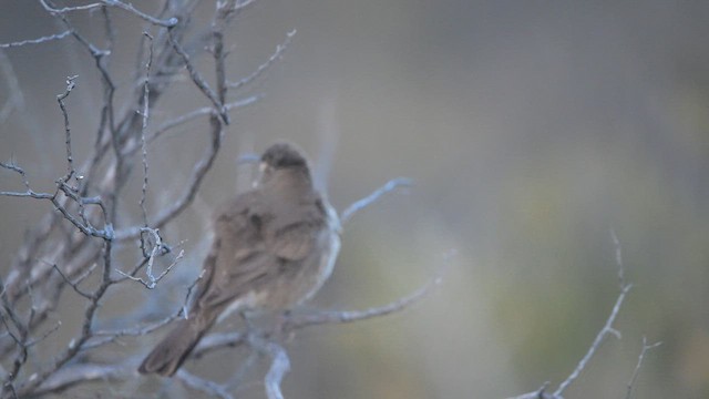 Scale-throated Earthcreeper - ML639992441