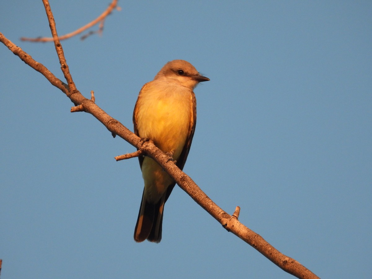 Western Kingbird - ML639992450