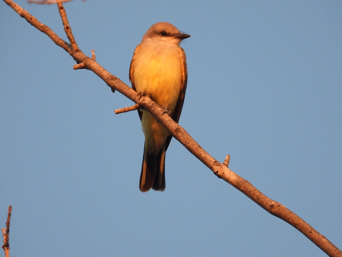 Western Kingbird - ML639992451