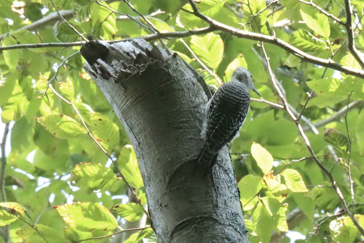 Red-bellied Woodpecker - ML639992458