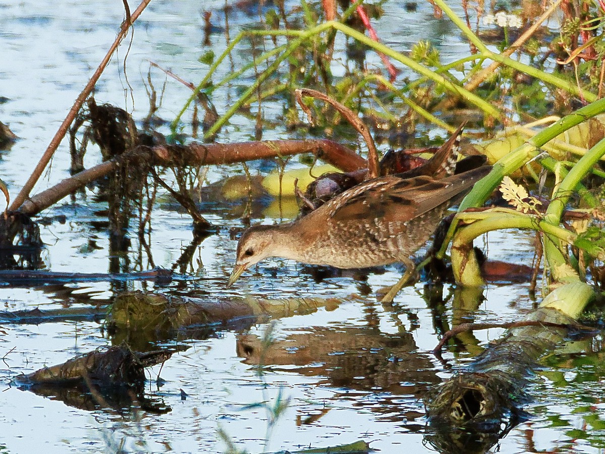Little Crake - ML639992467