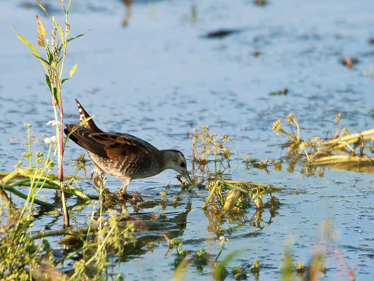 Little Crake - ML639992469