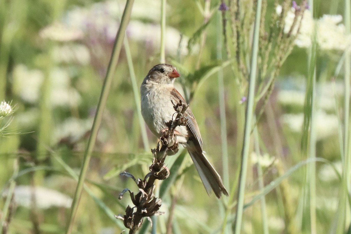 Field Sparrow - ML639992485