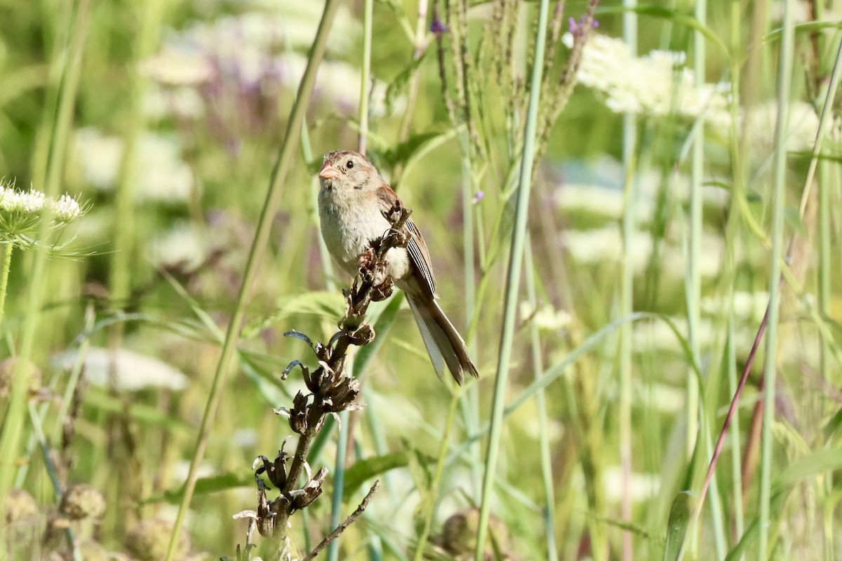 Field Sparrow - ML639992486