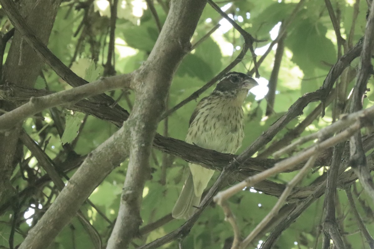 Rose-breasted Grosbeak - ML639992489