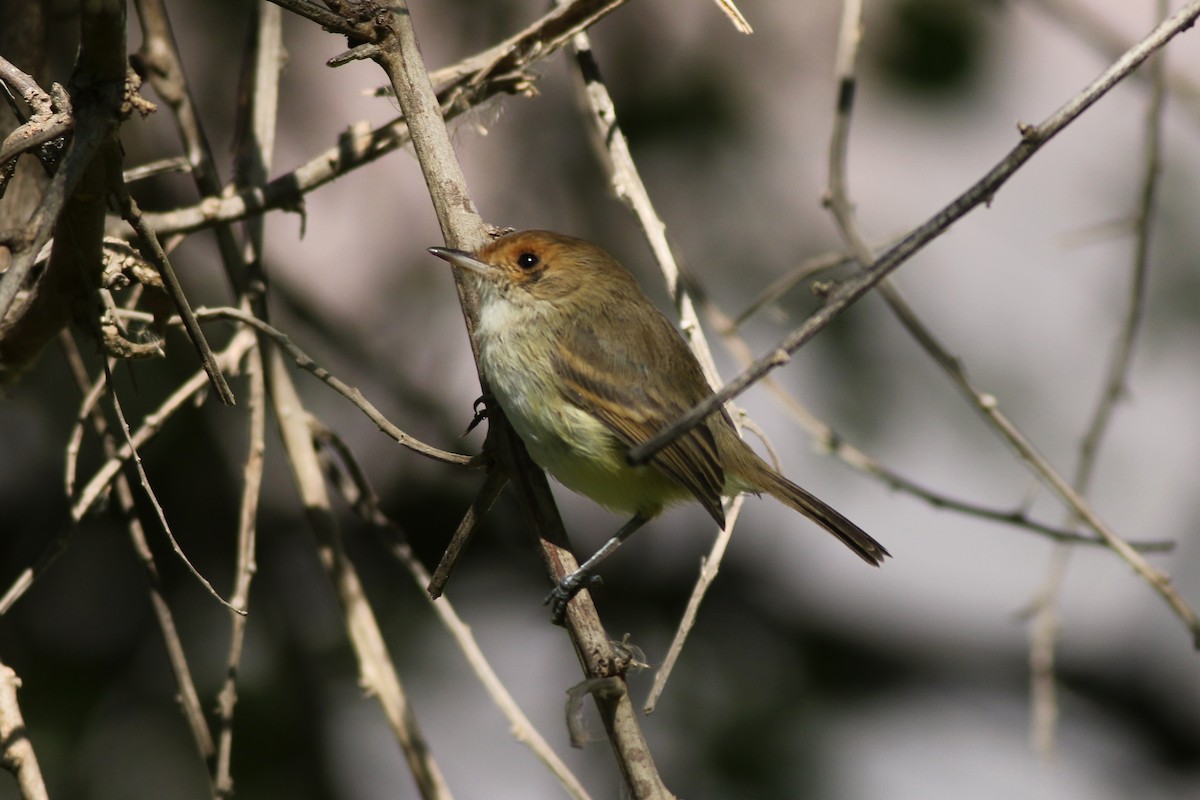 Fulvous-faced Scrub-Tyrant - ML639992493