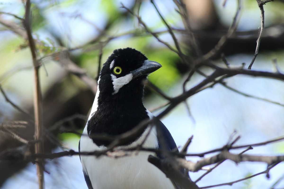 White-tailed Jay - ML639992518