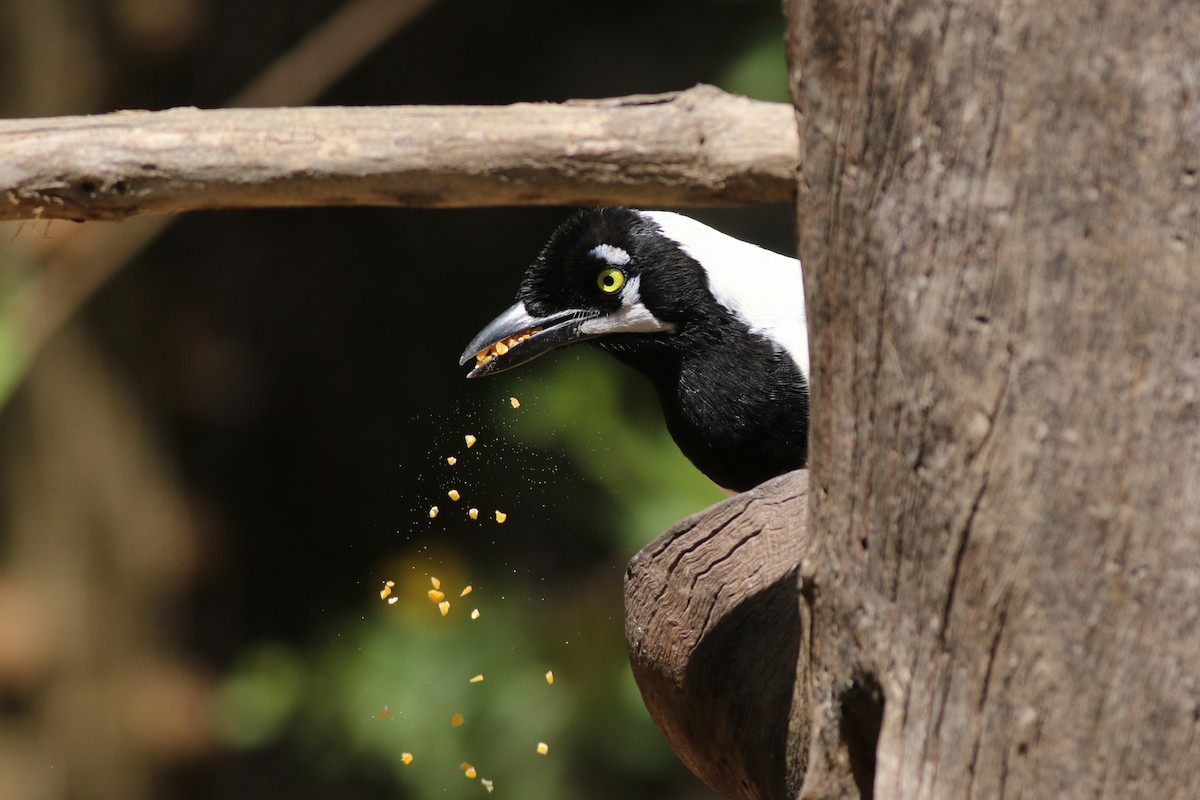 White-tailed Jay - ML639992520