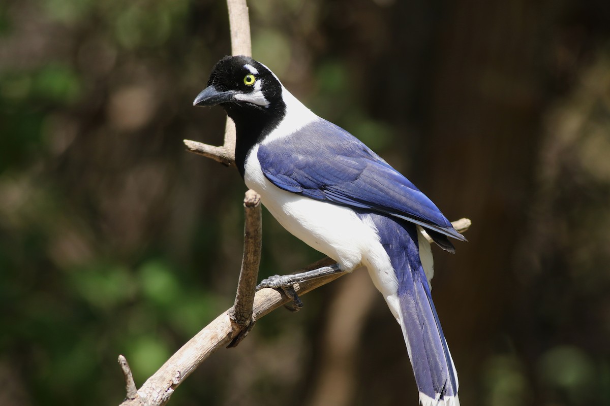 White-tailed Jay - ML639992521