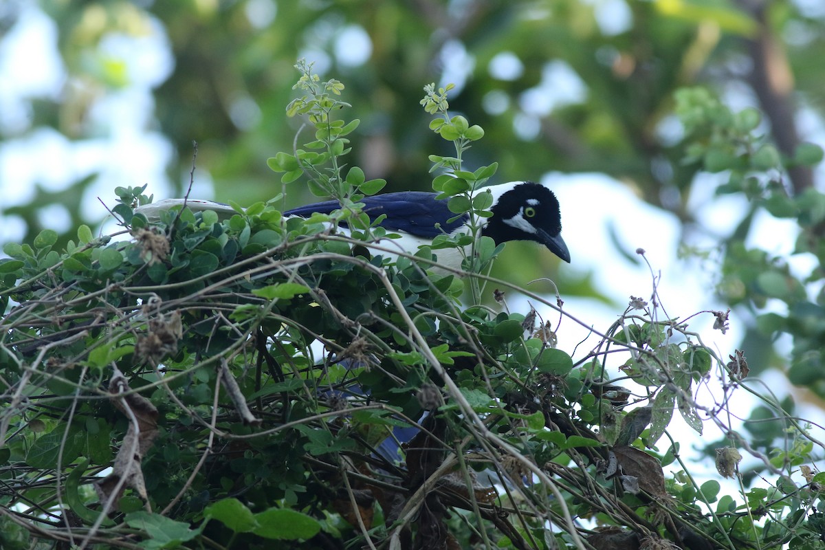 White-tailed Jay - ML639992522
