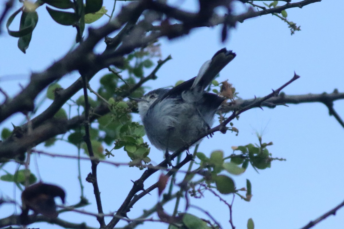 White-browed Gnatcatcher - ML639992528