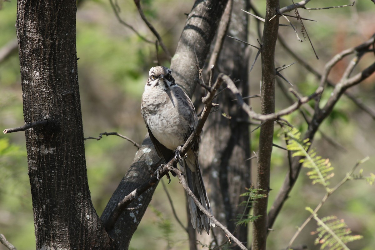 Long-tailed Mockingbird - ML639992536