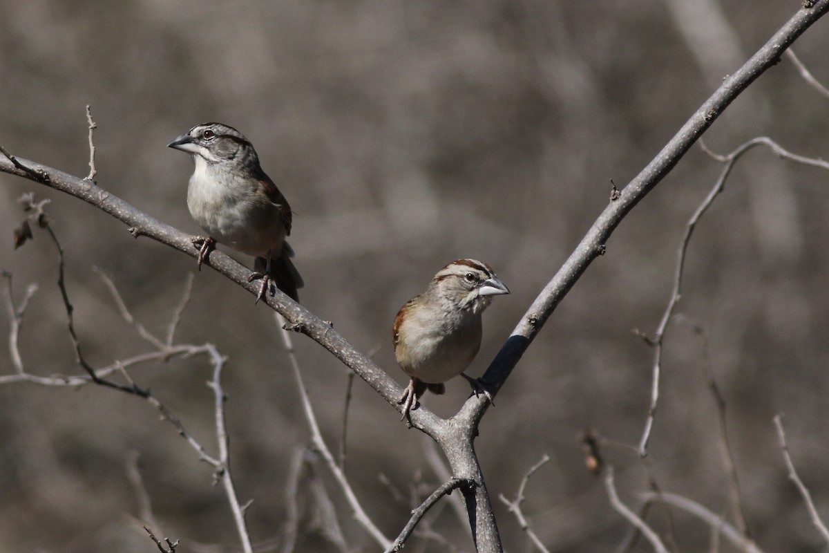 Tumbes Sparrow - ML639992554