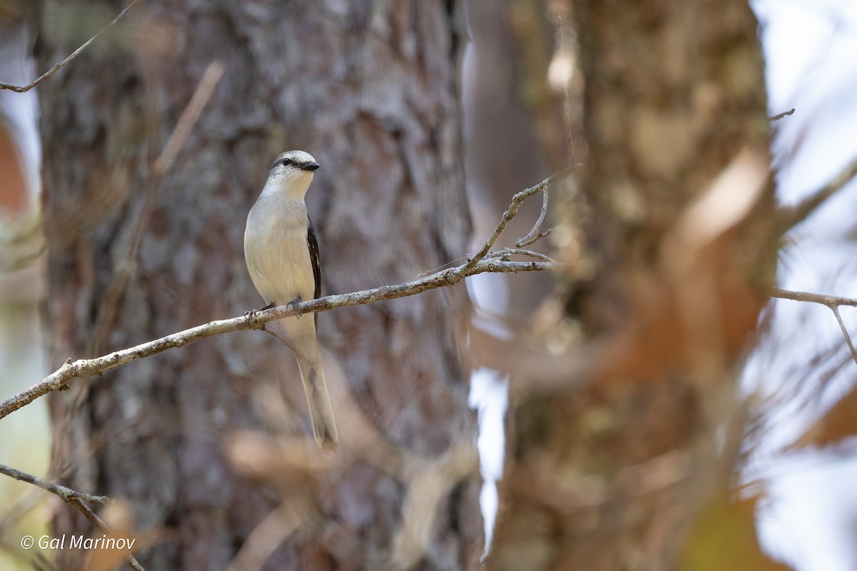 Ashy Minivet - ML639992555