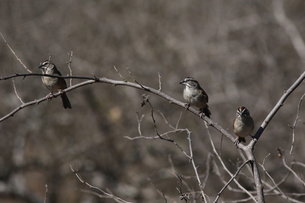 Tumbes Sparrow - ML639992556