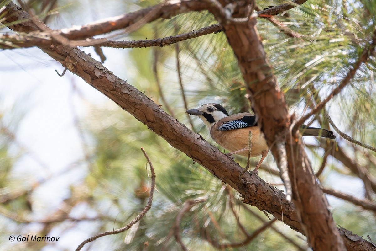 Eurasian Jay (White-faced) - ML639992571